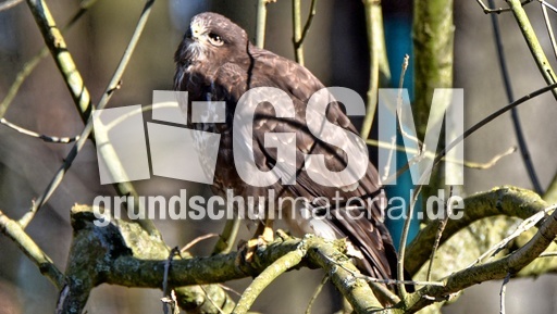 Mäusebussard (14).jpg